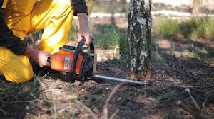 Professional  Tree Services in Kingman, AZ