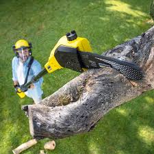 Best Lawn Renovation and Restoration  in Kingman, AZ