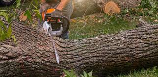 Why Choose Our Tree Removal Services in Kingman, AZ?