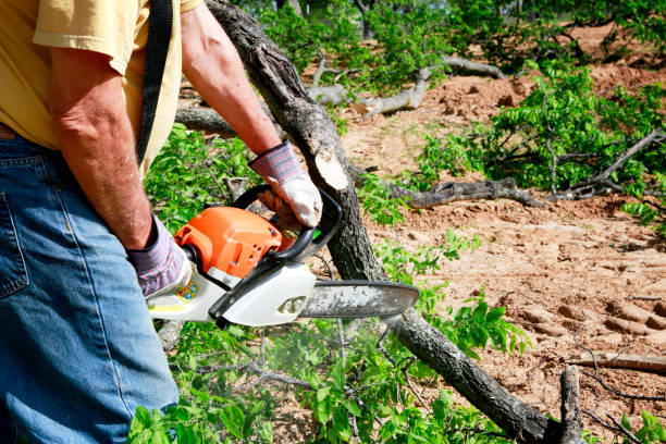 Seasonal Cleanup (Spring/Fall) in Kingman, AZ